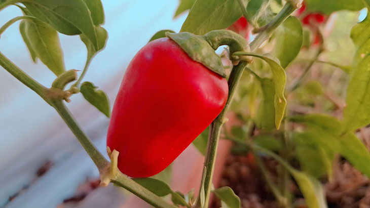 תמונות מפורטות בתנאי תאורה טובים